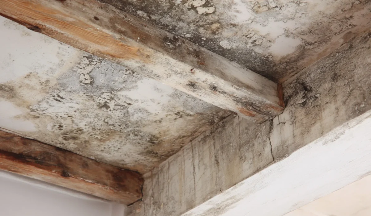 Damp and Mould