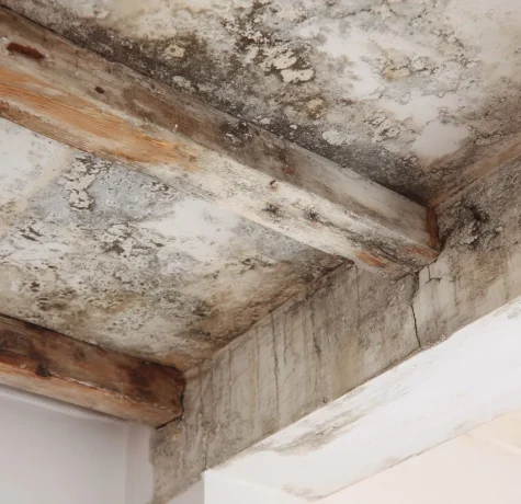 Damp and Mould